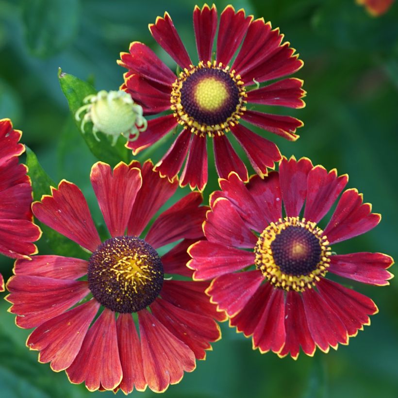 Helenium autumnale Helena Red Shades - Zonnekruid (Bloei)