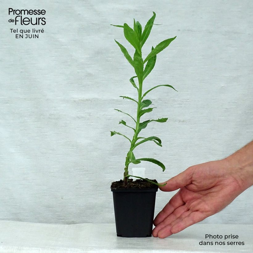 Exemplaar van Helenium Baudirektor Linne - Zonnekruid Kweekpotje van 8/9 cm zoals geleverd in de zomer
