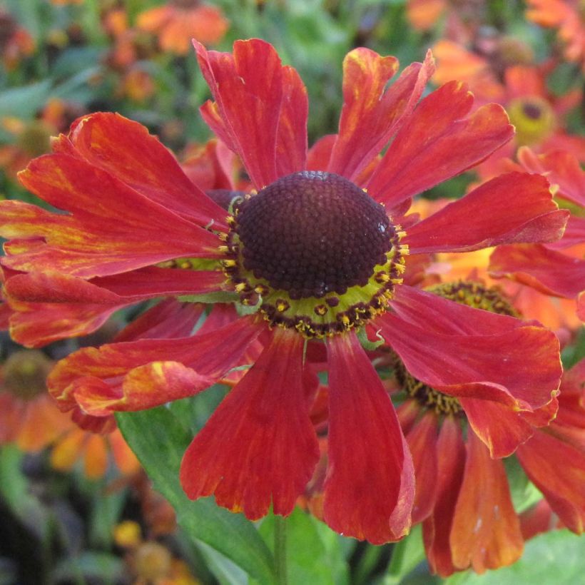 Helenium Baudirektor Linne - Zonnekruid (Flowering)
