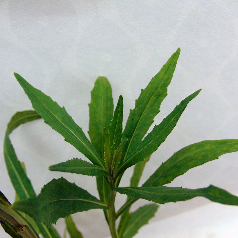 Helenium Double Trouble - Zonnekruid (Blad)