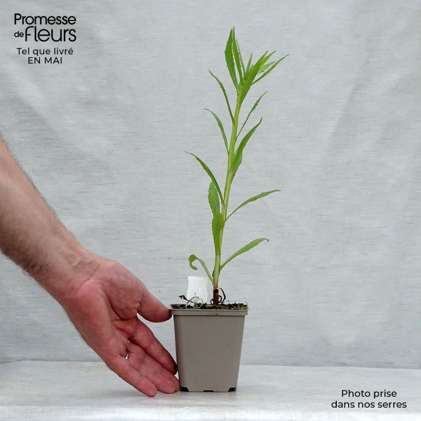 Exemplaar van Helenium Double Trouble - Zonnekruid Kweekpotje van 8/9 cm zoals geleverd in de lente