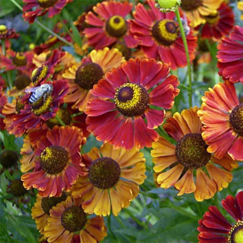 Helenium Dunkle Pracht - Zonnekruid (Flowering)