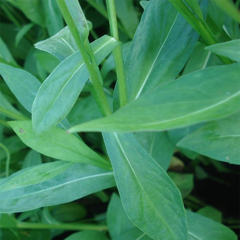 Helenium El Dorado - Zonnekruid (Foliage)