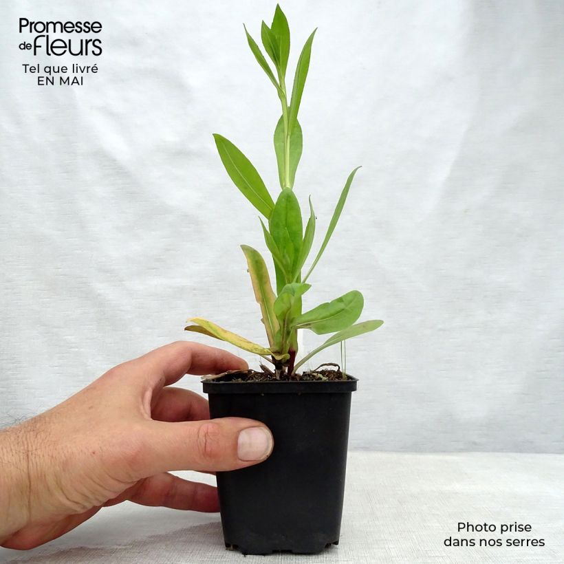 Example of Helenium El Dorado - Zonnekruid Kweekpotje van 8/9 cm as you get in printemps