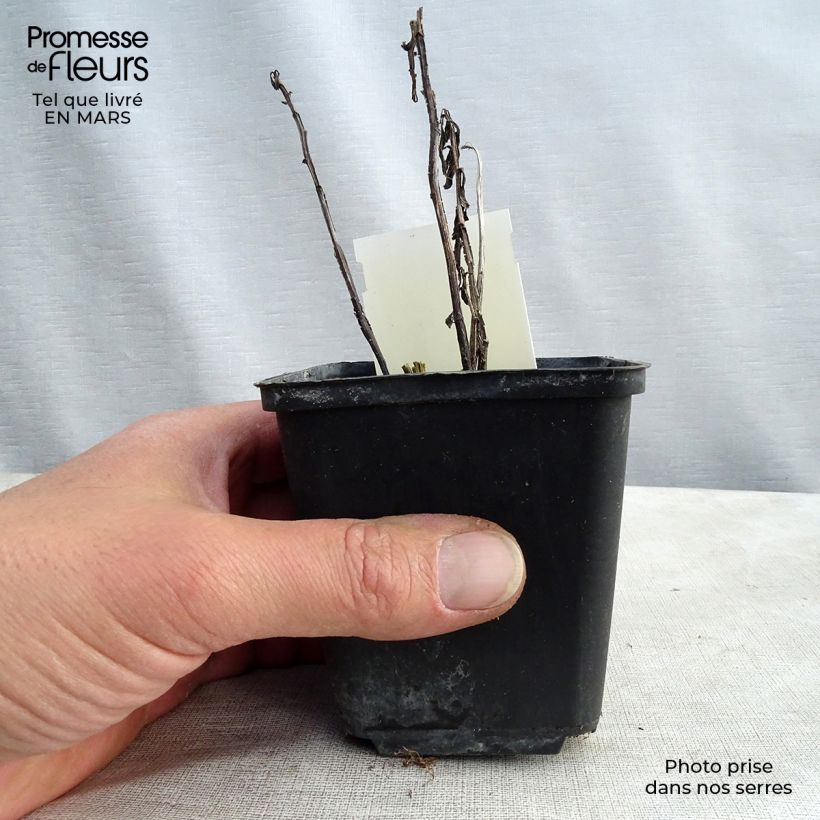 Exemplaar van Helenium Fancy Fan - Zonnekruid Kweekpotje van 8/9 cm zoals geleverd in de lente