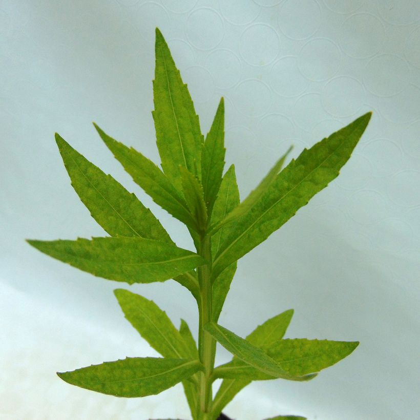 Helenium Fiesta - Zonnekruid (Foliage)