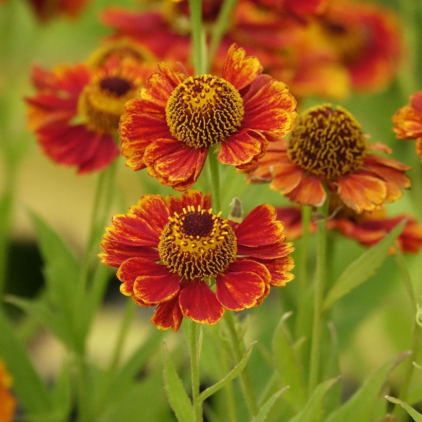 Helenium Flammendes Katchen - Zonnekruid (Bloei)