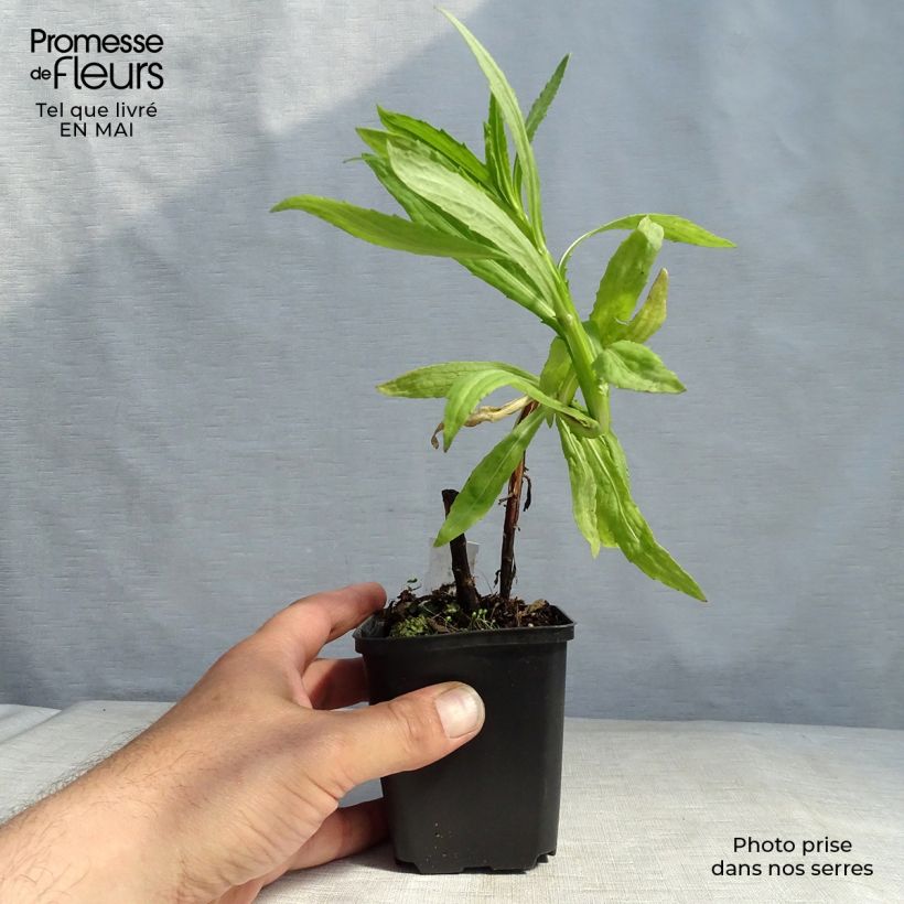 Example of Helenium Flammendes Katchen - Zonnekruid Kweekpotje van 8/9 cm as you get in printemps