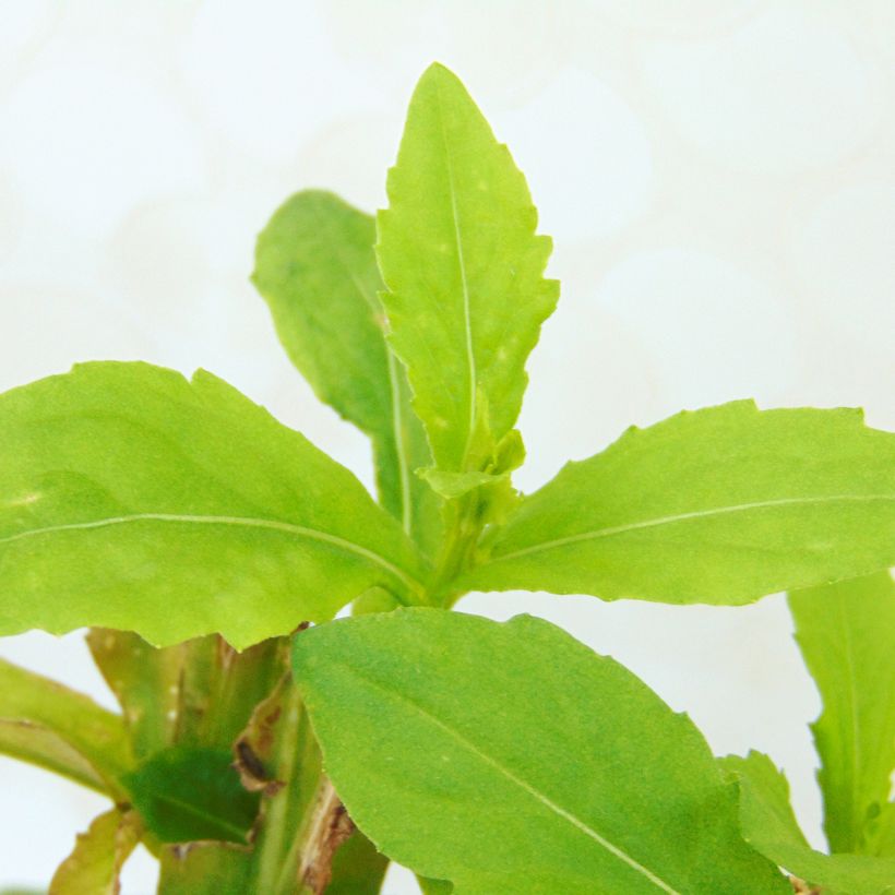 Helenium Fuego - Zonnekruid (Blad)