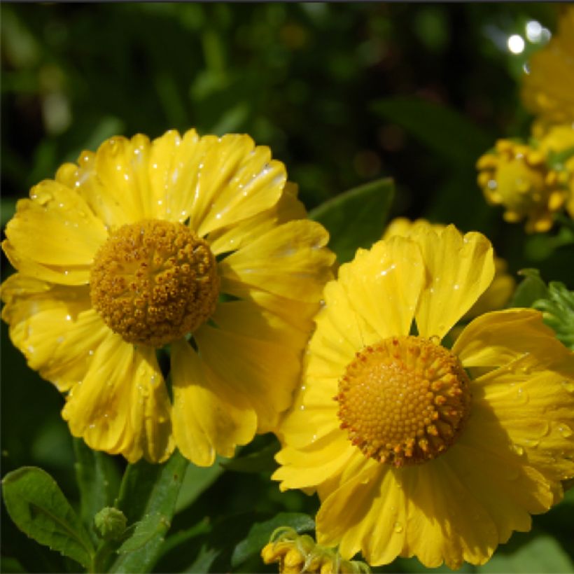 Helenium Kugelsonne - Zonnekruid (Bloei)