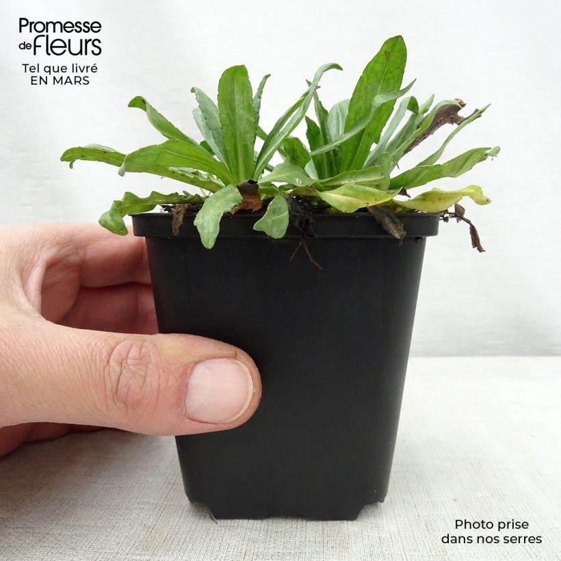 Exemplaar van Helenium Kugelsonne - Zonnekruid Kweekpotje van 8/9 cm zoals geleverd in de lente