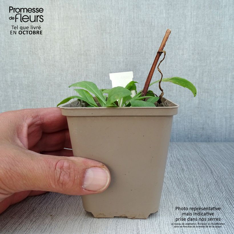 Exemplaar van Helenium Kupferswerg - Zonnekruid Kweekpotje van 8/9 cm zoals geleverd in de herfst