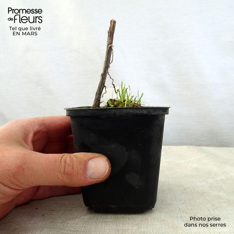 Exemplaar van Helenium Loysder Wieck - Zonnekruid Kweekpotje van 8/9 cm zoals geleverd in de lente