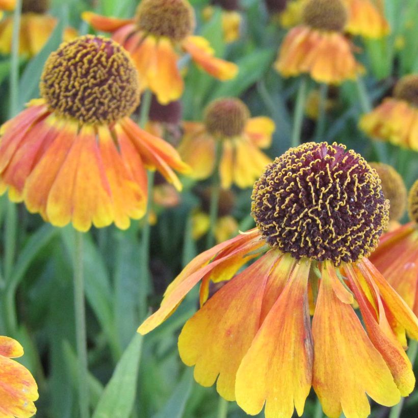 Helenium Mardi Gras - Zonnekruid (Flowering)