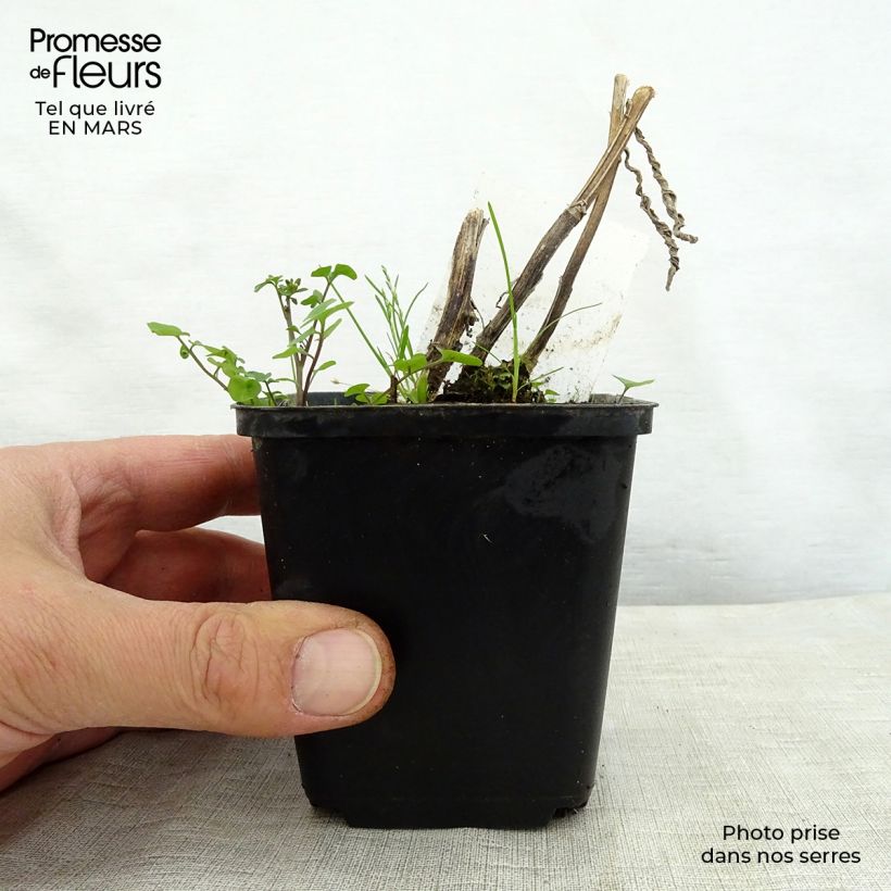 Example of Helenium Mardi Gras - Zonnekruid Kweekpotje van 8/9 cm as you get in printemps