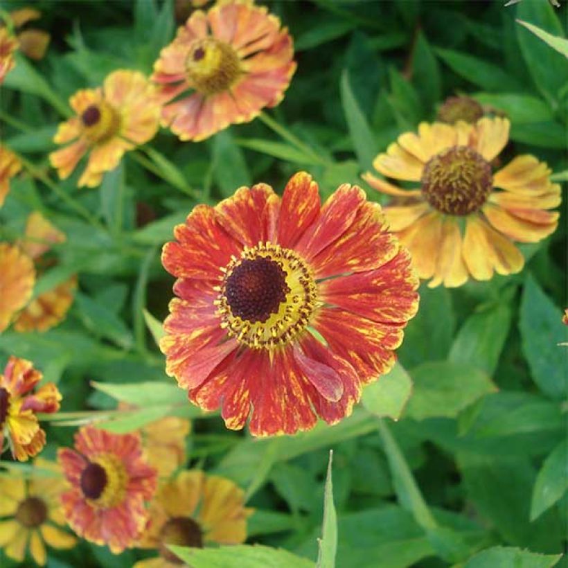 Helenium Marion Nickig - Zonnekruid (Flowering)