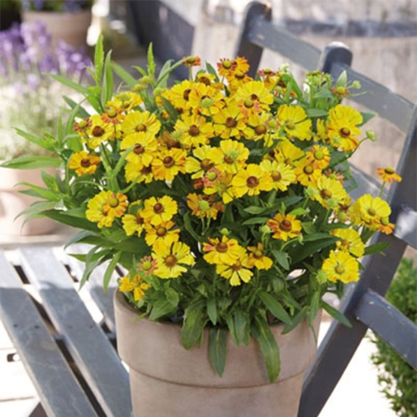 Helenium Okra Sundae - Zonnekruid (Groeiplaats)