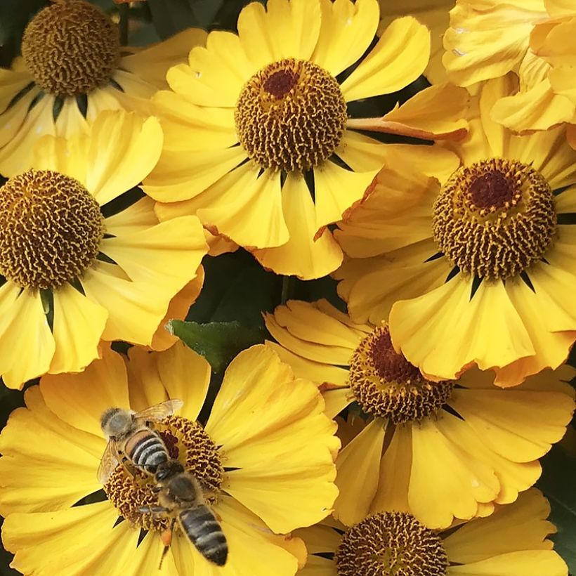 Helenium Okra Sundae - Zonnekruid (Bloei)