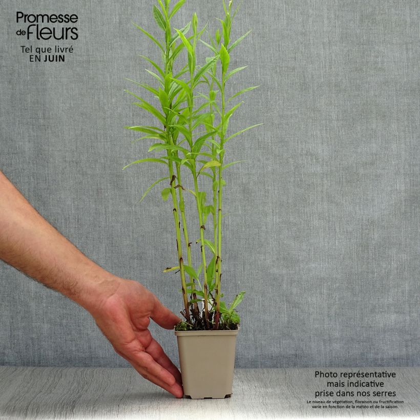 Exemplaar van Helenium Poncho - Zonnekruid Kweekpotje van 8/9 cm zoals geleverd in de zomer