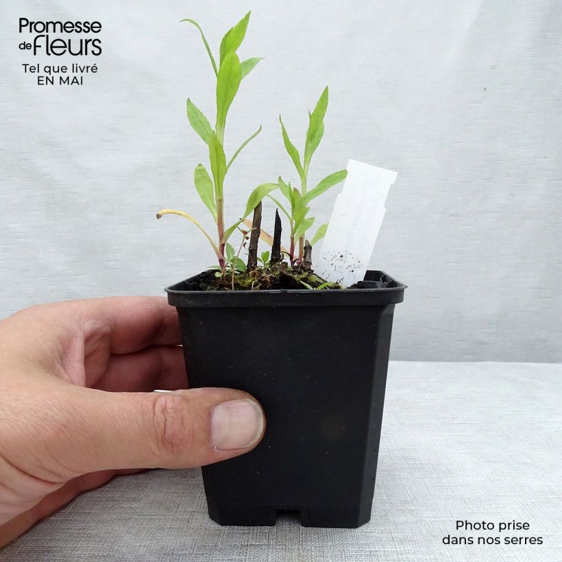 Example of Helenium Potter's Wheel - Zonnekruid Kweekpotje van 8/9 cm as you get in printemps