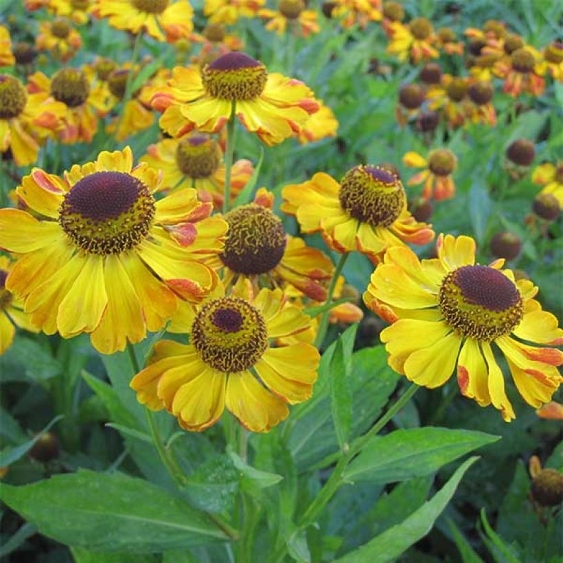 Helenium Rauchtopas - Zonnekruid (Flowering)