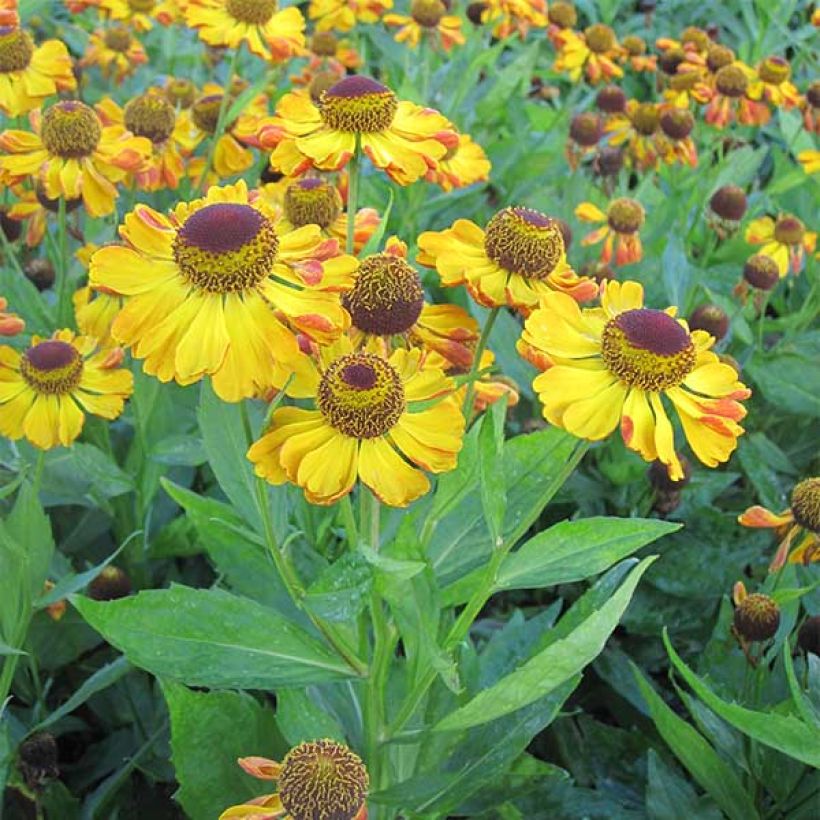 Helenium Rauchtopas - Zonnekruid (Plant habit)