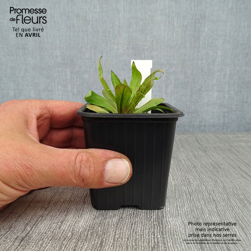 Example of Helenium Rauchtopas - Zonnekruid Kweekpotje van 8/9 cm as you get in printemps