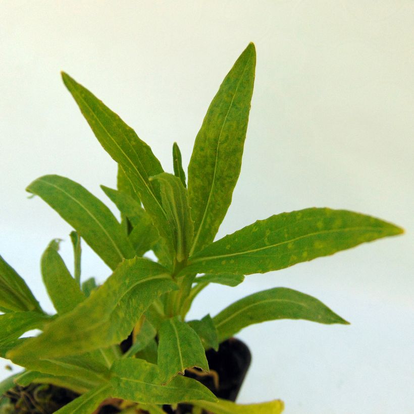 Zonnekruid Rubinzwerg - Helenium (Foliage)