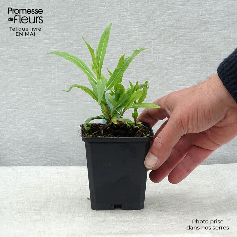 Example of Zonnekruid Rubinzwerg - Helenium Kweekpotje van 8/9 cm as you get in printemps