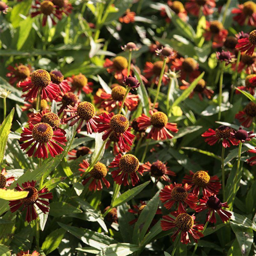 Helenium Ruby Tuesday - Zonnekruid (Bloei)