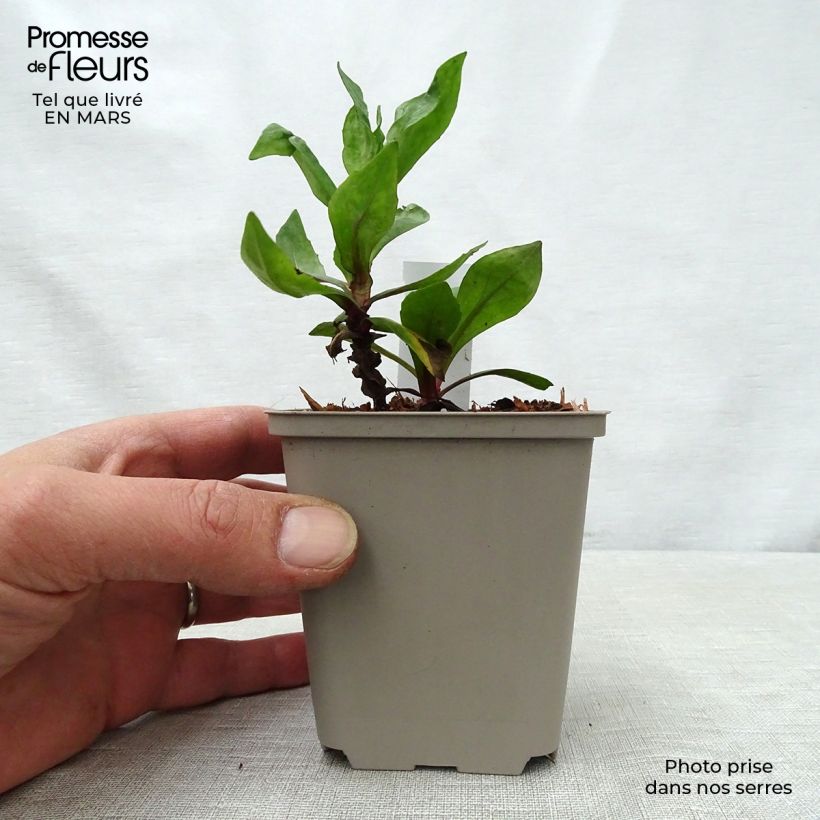 Exemplaar van Helenium Sahin's Early Flowerer - Zonnekruid Kweekpotje van 8/9 cm zoals geleverd in de lente