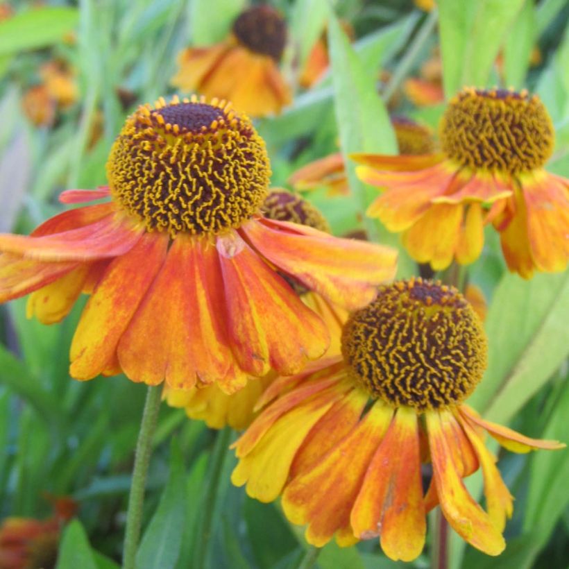 Helenium Sahin's Early Flowerer - Zonnekruid (Bloei)