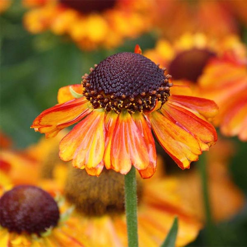 Helenium Short'n Sassy - Zonnekruid (Flowering)