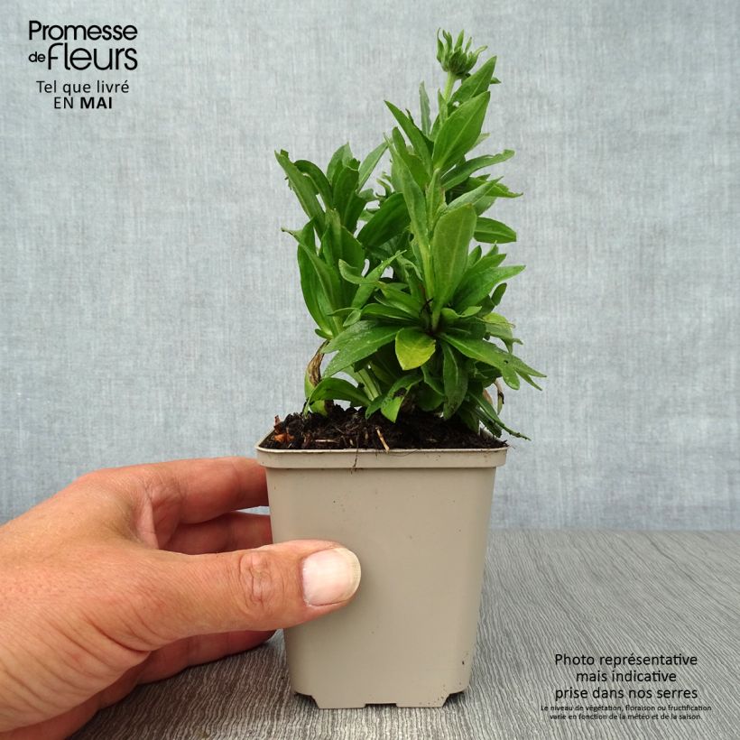 Example of Helenium Short'n Sassy - Zonnekruid Kweekpotje van 8/9 cm as you get in printemps