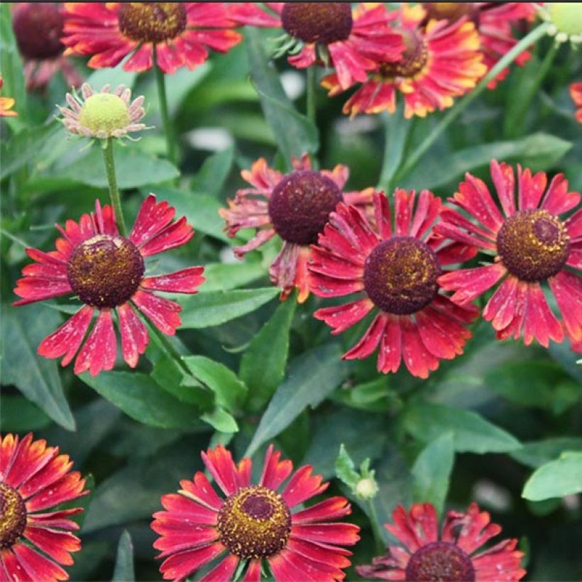 Helenium Mariachi Siesta - Zonnekruid (Bloei)