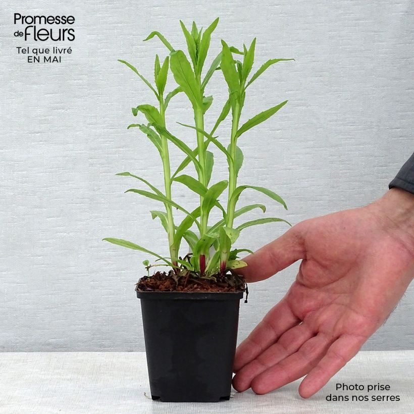 Exemplaar van Helenium Mariachi Siesta - Zonnekruid Kweekpotje van 8/9 cm zoals geleverd in de lente