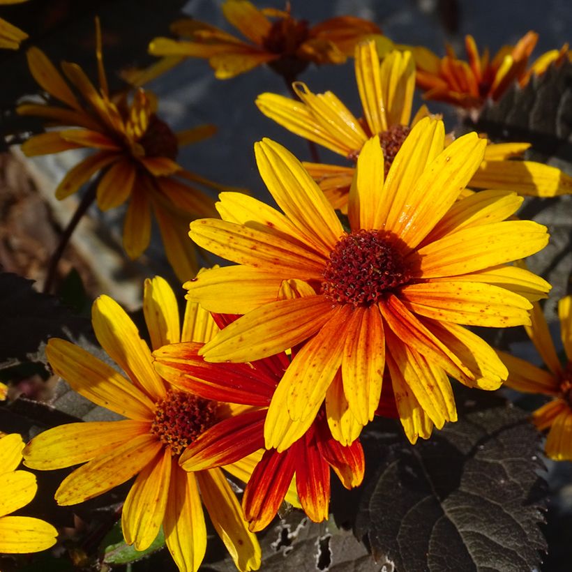 Helenium Strawberry Sundae - Zonnekruid (Bloei)