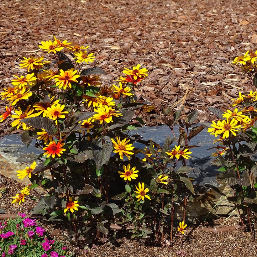 Helenium Strawberry Sundae - Zonnekruid (Groeiplaats)