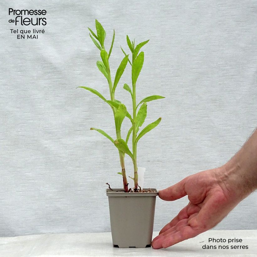 Example of Helenium Tie Dye - Zonnekruid Kweekpotje van 8/9 cm as you get in printemps