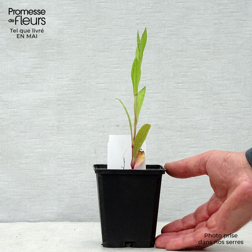 Example of Helenium Tijuana Brass - Zonnekruid Kweekpotje van 8/9 cm as you get in printemps