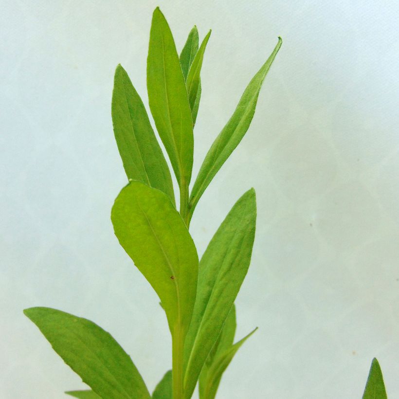 Helenium Waltraut - Zonnekruid (Foliage)