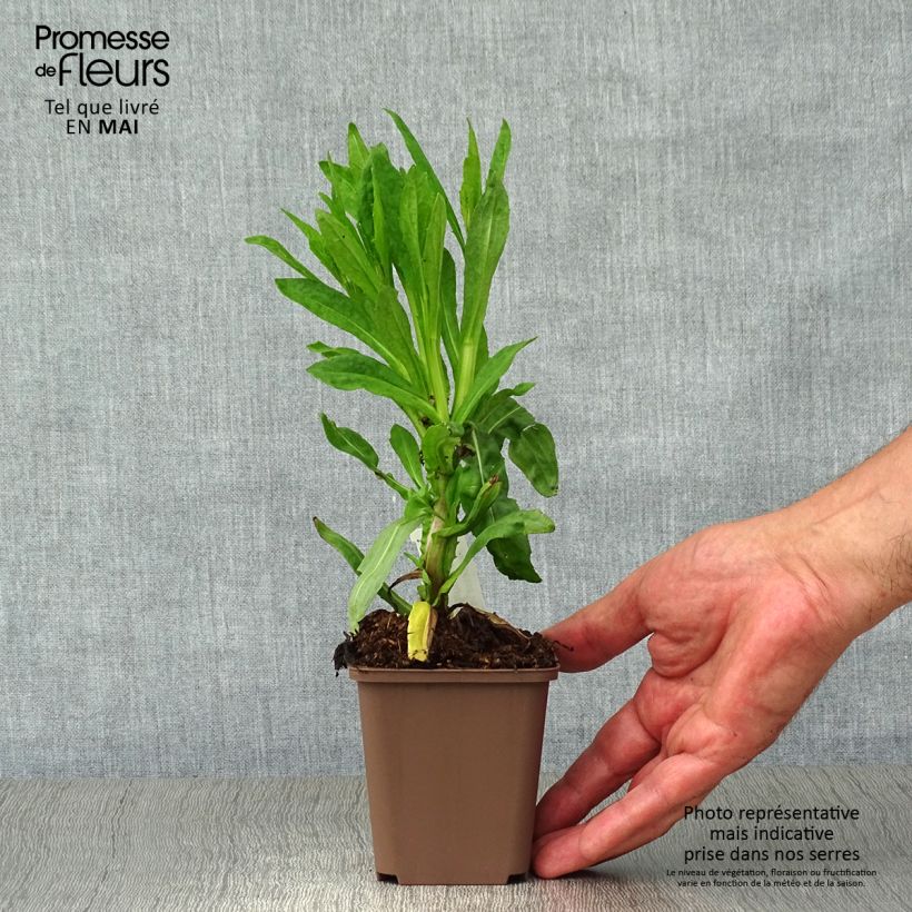 Example of Helenium Waltraut - Zonnekruid Kweekpotje van 8/9 cm as you get in printemps