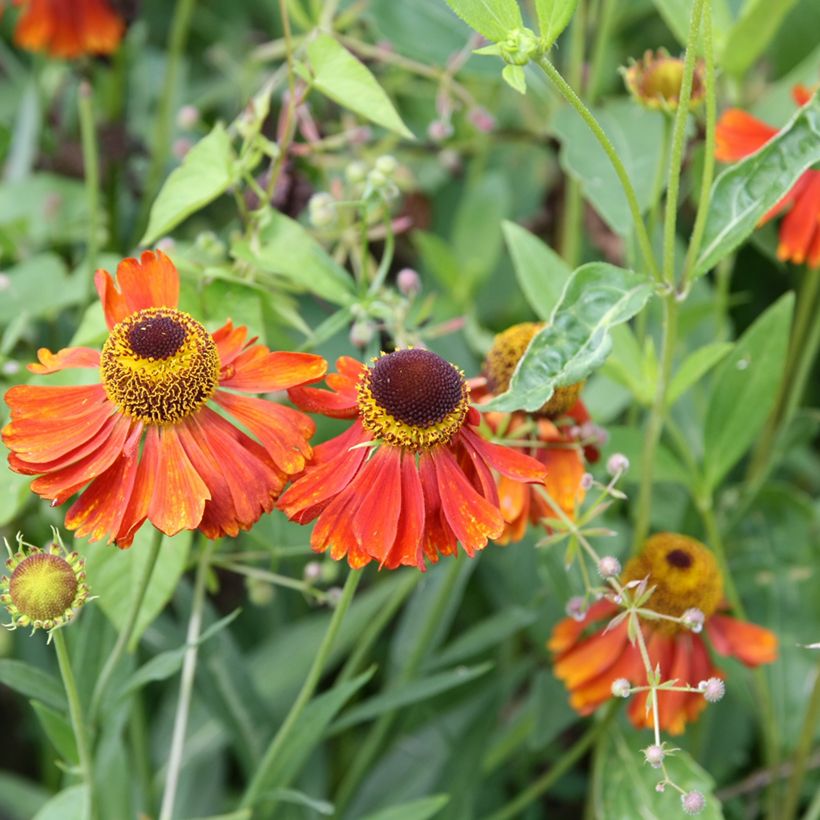 Helenium Waltraut - Zonnekruid (Bloei)