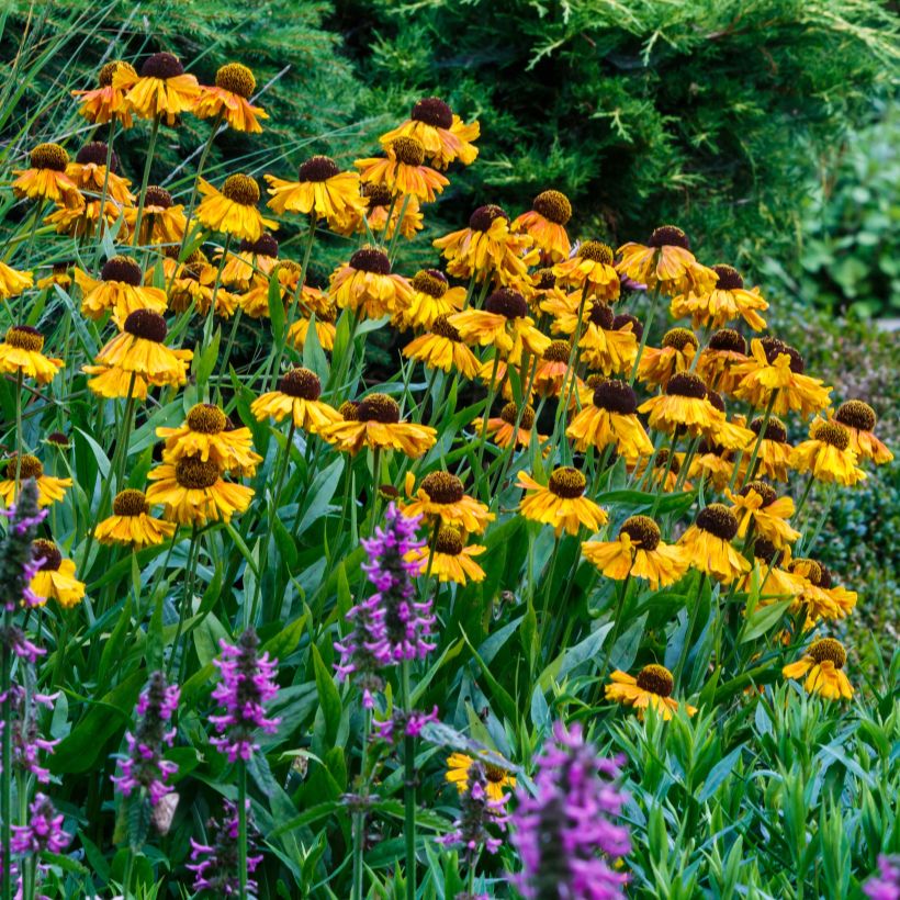 Helenium Windley - Zonnekruid (Groeiplaats)
