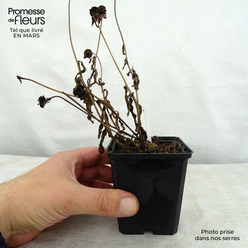 Exemplaar van Helenium Windley - Zonnekruid Kweekpotje van 8/9 cm zoals geleverd in de lente