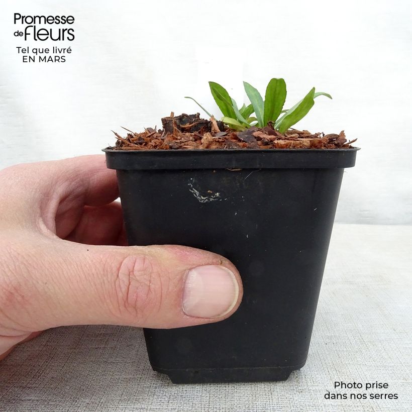 Exemplaar van Helenium automnale Zimbelstern - Zonnekruid Kweekpotje van 8/9 cm zoals geleverd in de lente