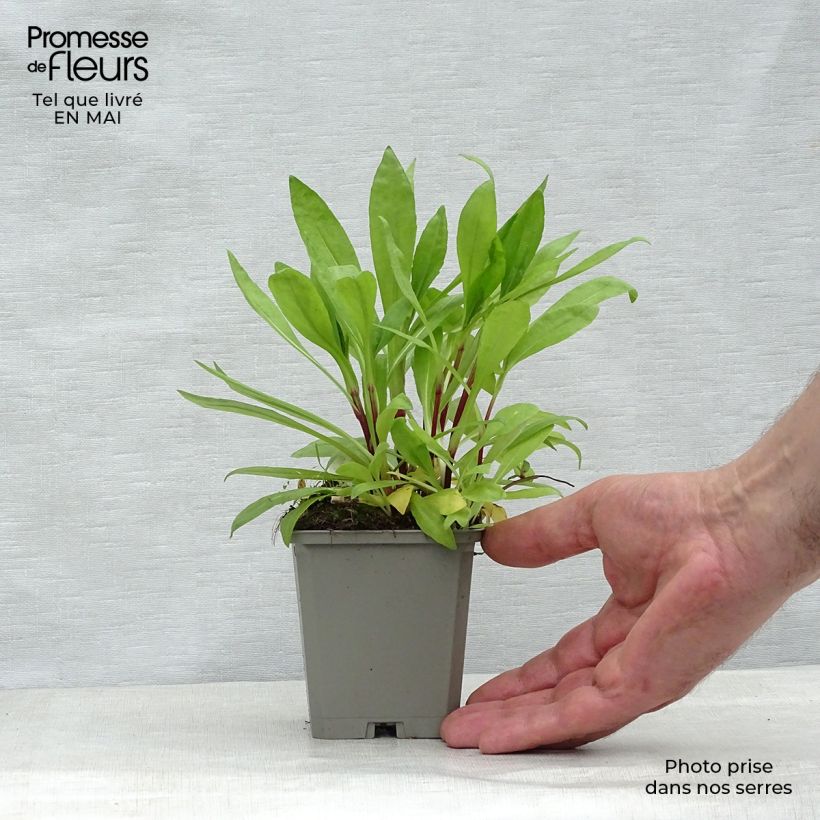 Example of Helenium autumnale Pumilum Magnificum - Zonnekruid Kweekpotje van 8/9 cm as you get in printemps