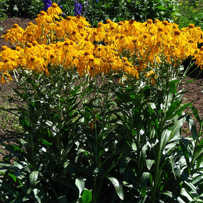 Helenium hoopesii - Zonnekruid (Groeiplaats)
