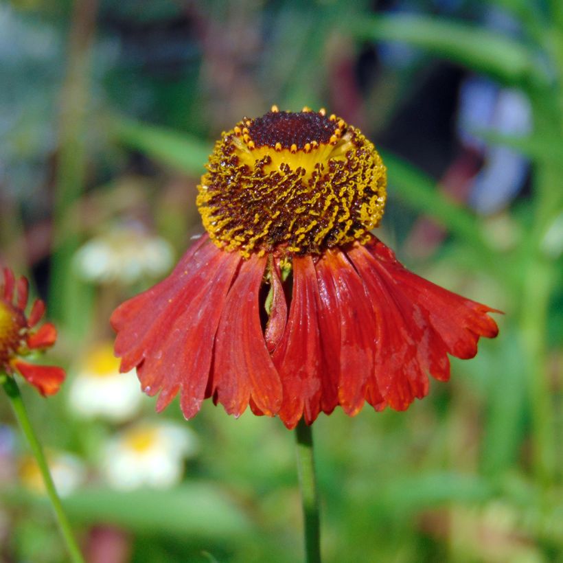 Helenium Moerheim Beauty - Zonnekruid (Bloei)