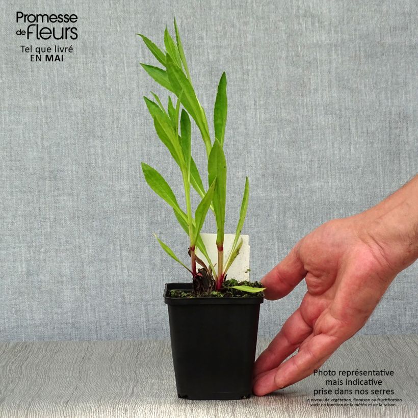 Exemplaar van Helenium Moerheim Beauty - Zonnekruid Kweekpotje van 8/9 cm zoals geleverd in de lente